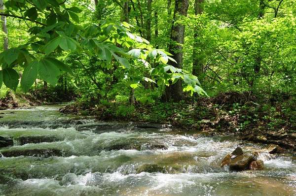113 Acres of Recreational Land for Sale in Lindside, West Virginia