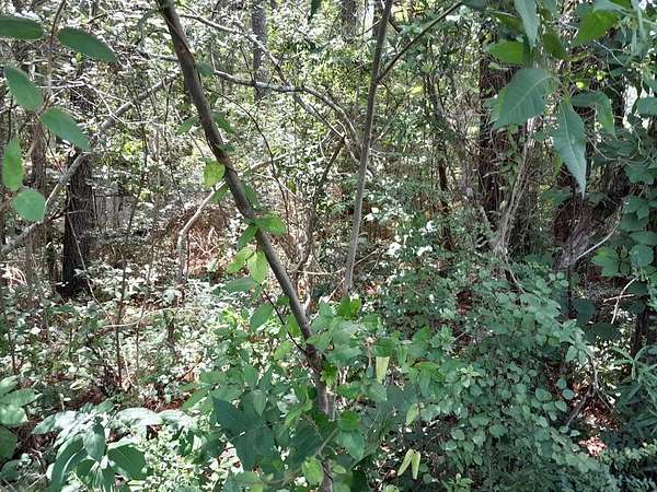 2 Acres of Residential Land for Sale in Cross, South Carolina