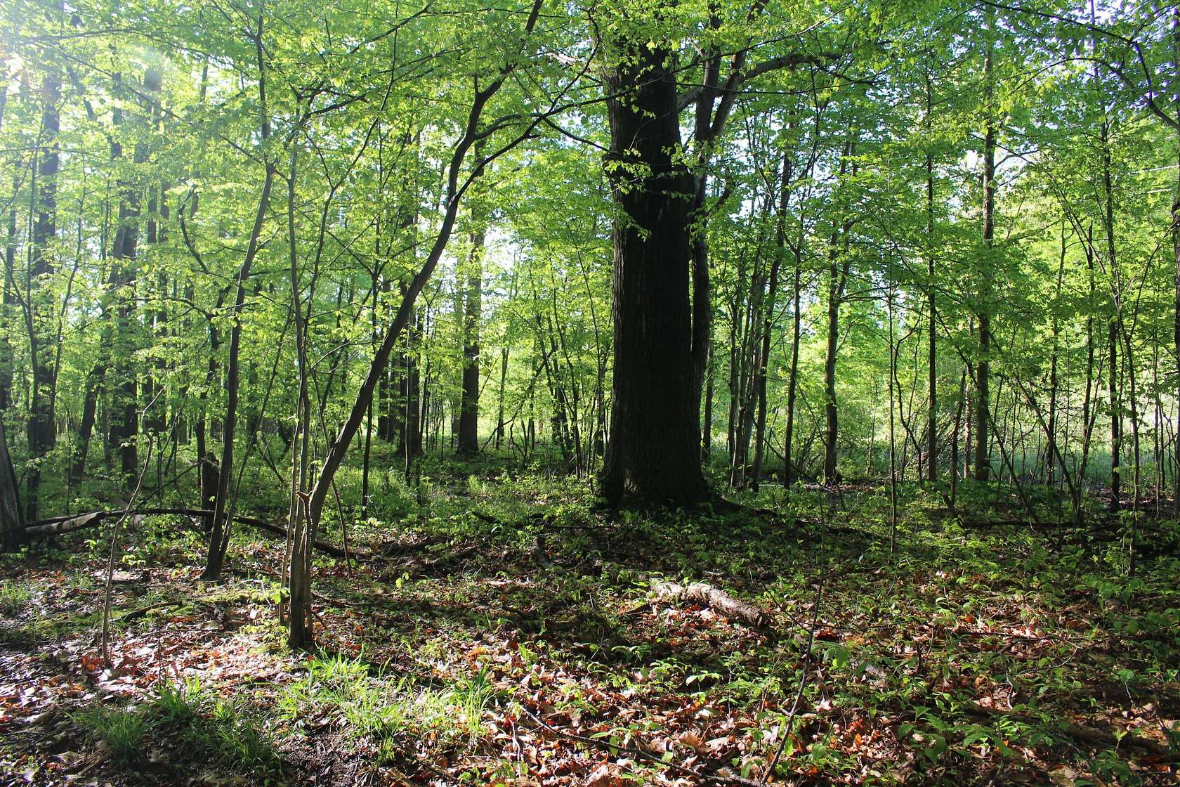 9.85 Acres of Land for Sale in Allegan, Michigan