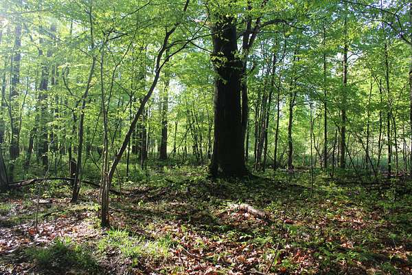 9.85 Acres of Land for Sale in Allegan, Michigan