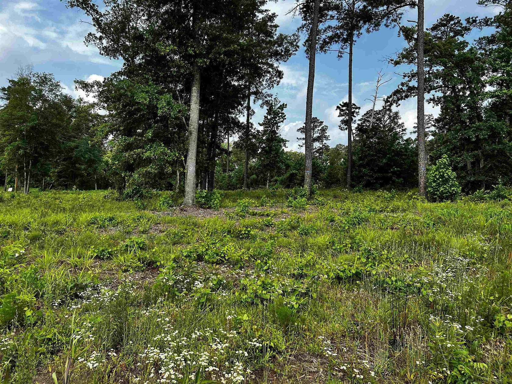 2 Acres of Residential Land for Sale in Hallsville, Texas