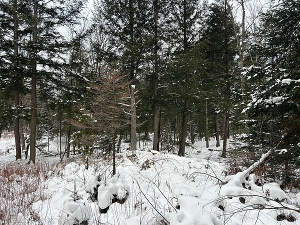 5.48 Acres of Recreational Land for Sale in Pelican Lake, Wisconsin