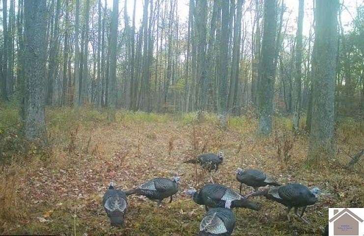 187 Acres of Land for Sale in Bardwell, Kentucky