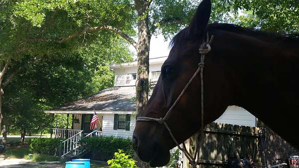 5.5 Acres of Land with Home for Lease in Warrenville, South Carolina