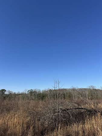 40 Acres of Land for Sale in Hackleburg, Alabama