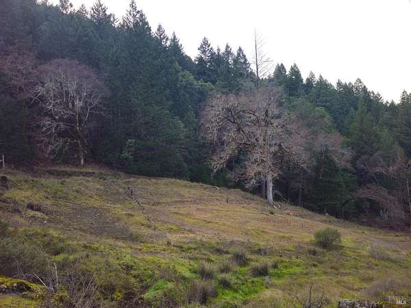 20.3 Acres of Land for Sale in Leggett, California