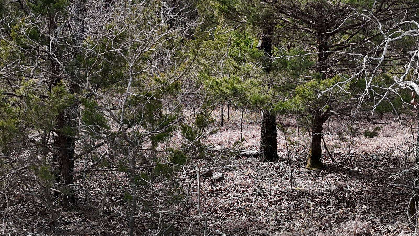 40 Acres of Recreational Land for Sale in Talihina, Oklahoma