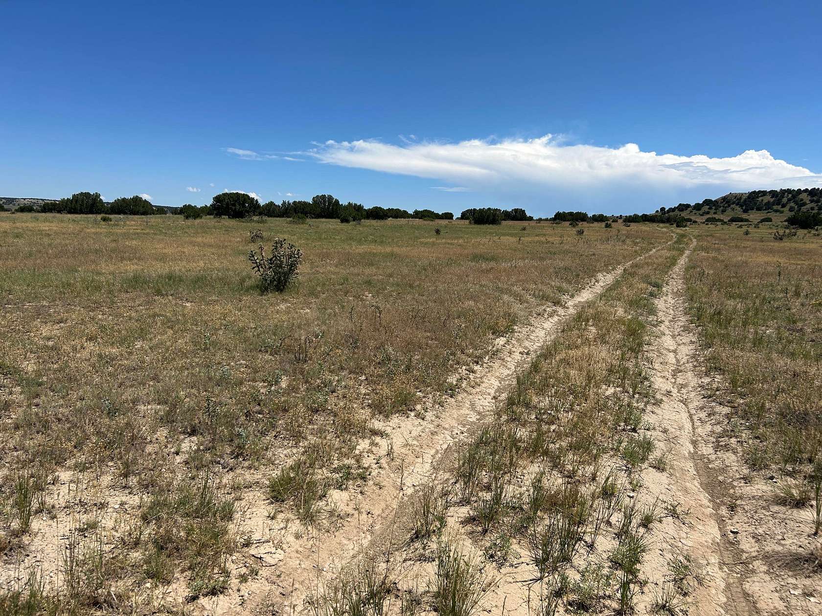 38 Acres of Land for Sale in Model, Colorado