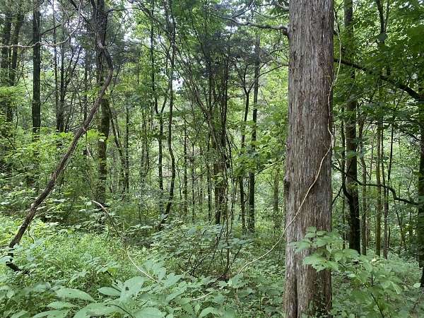 Land for Sale in Granville, Tennessee