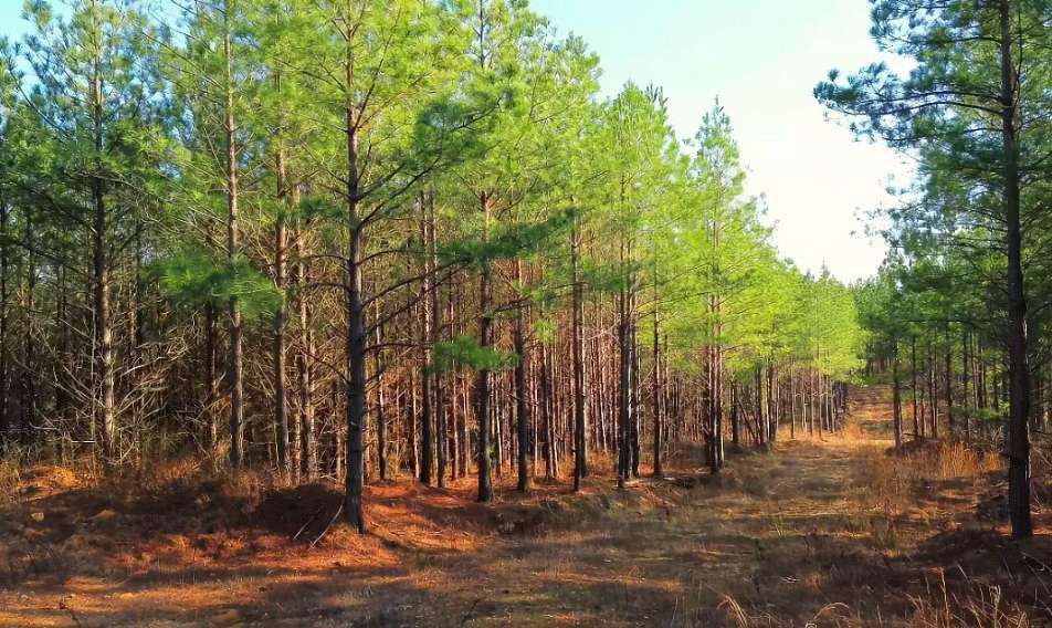 14.3 Acres of Land for Sale in Stewart, Tennessee