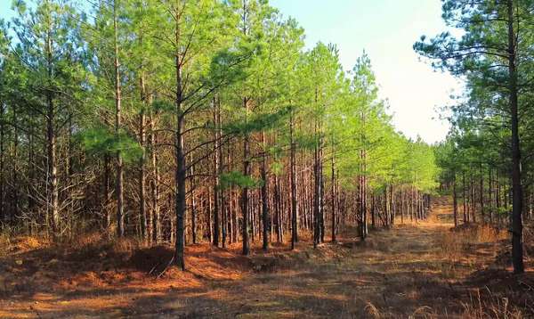 14.3 Acres of Land for Sale in Stewart, Tennessee