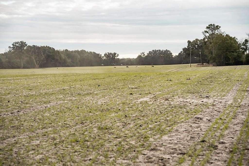 11.5 Acres of Land for Sale in Chiefland, Florida