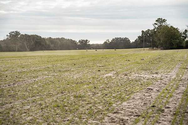 11.5 Acres of Land for Sale in Chiefland, Florida