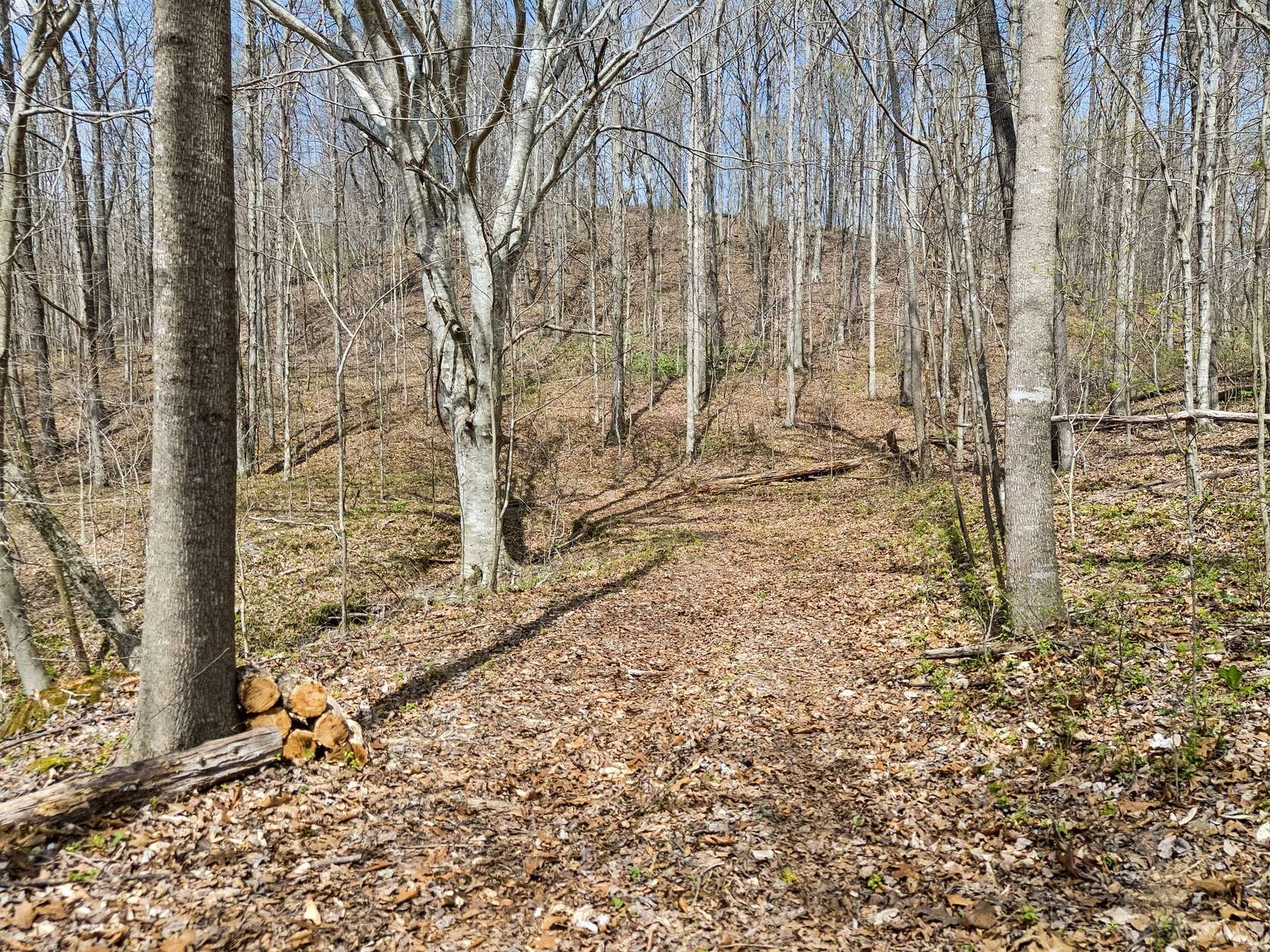 38.4 Acres of Land for Sale in Westmoreland, Tennessee