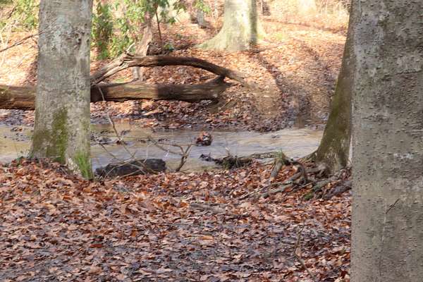 296 Acres of Recreational Land for Sale in Mooresburg, Tennessee