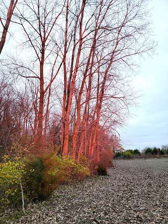 28.5 Acres of Land for Sale in Springfield, Ohio