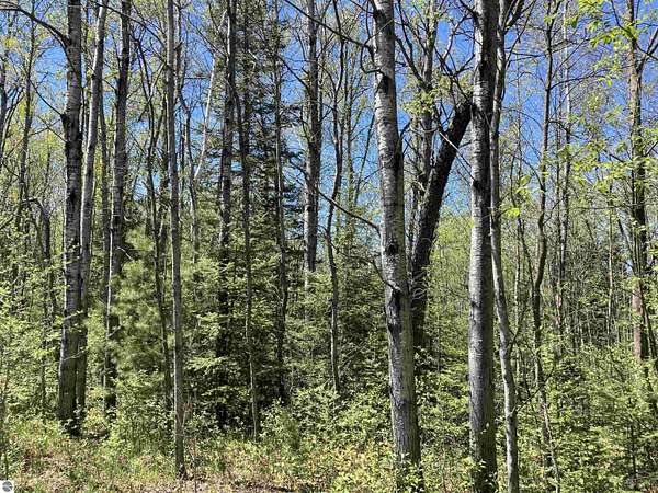 39 Acres of Recreational Land for Sale in Mio, Michigan