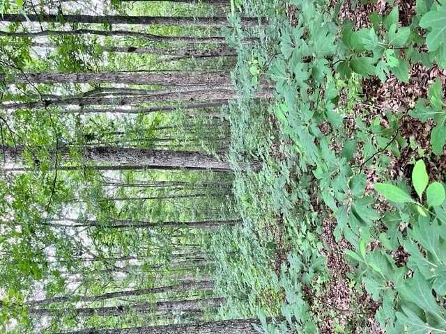5.48 Acres of Residential Land for Sale in Wilder, Tennessee