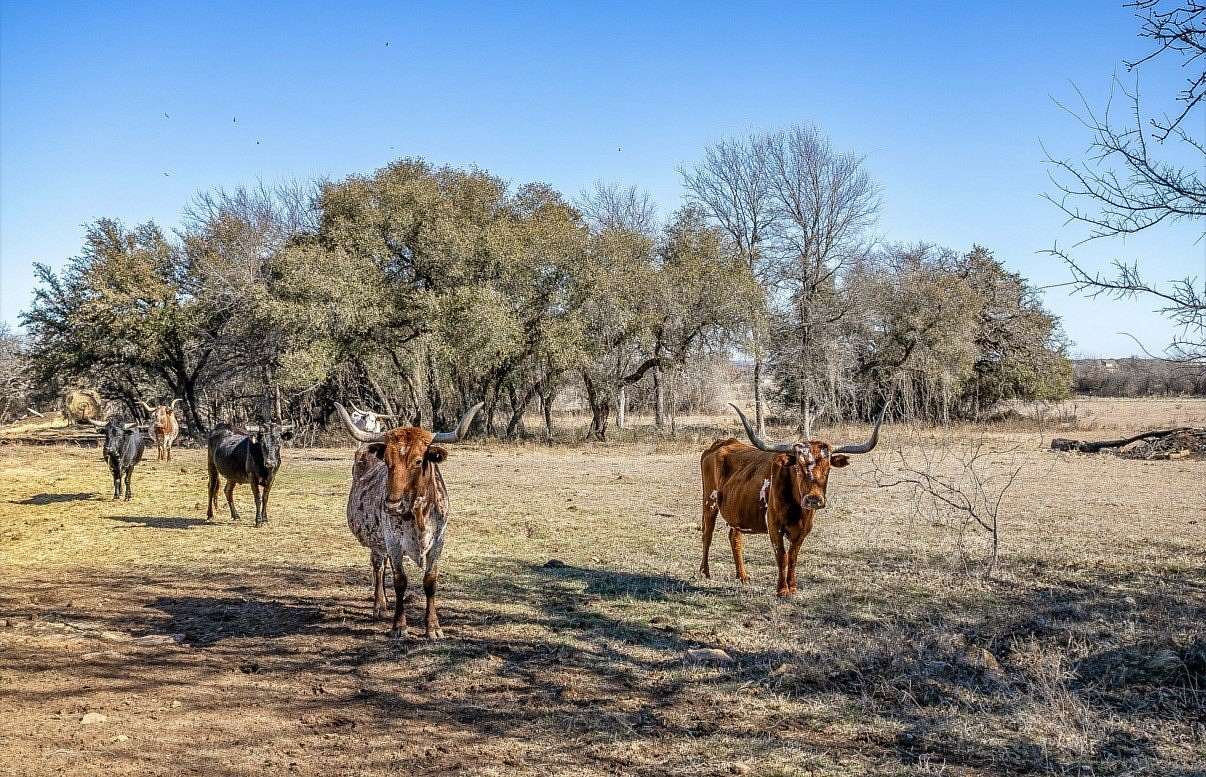 15 Acres of Land for Sale in Bridgeport, Texas