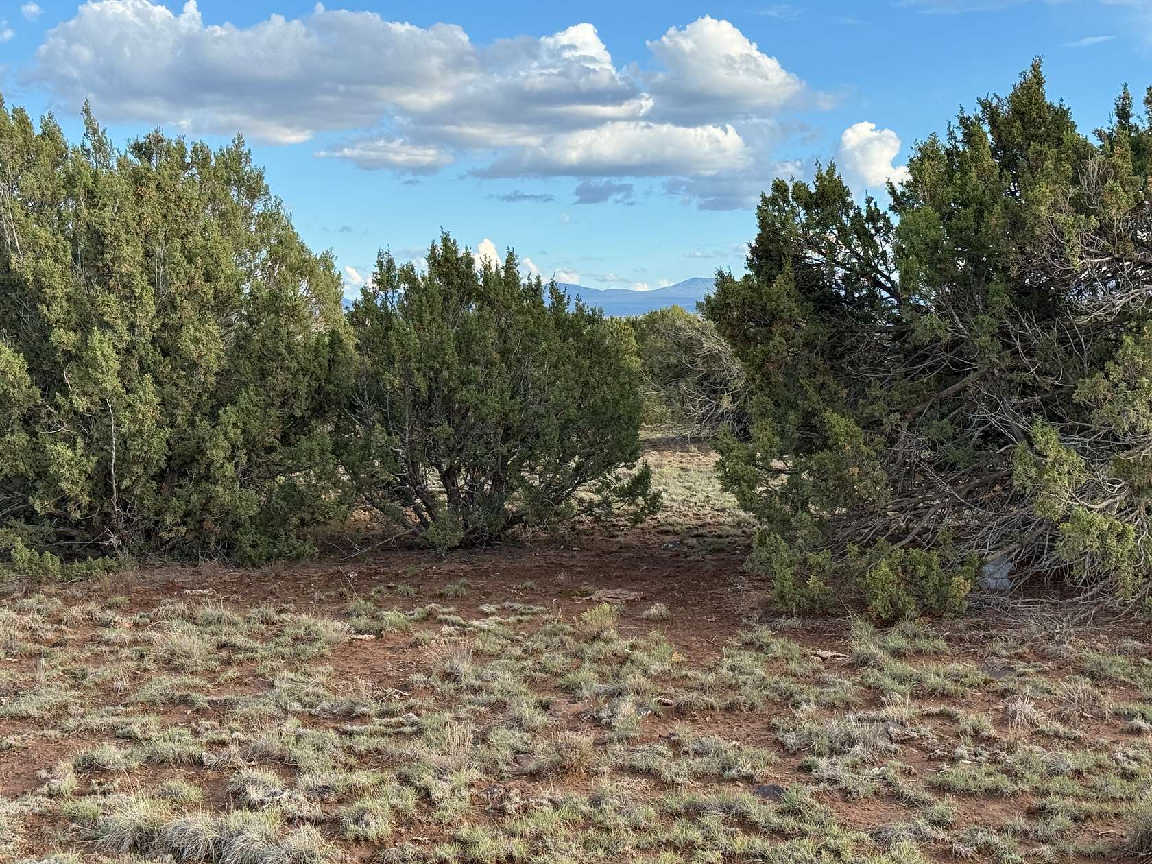 1 Acre of Residential Land for Sale in Concho, Arizona