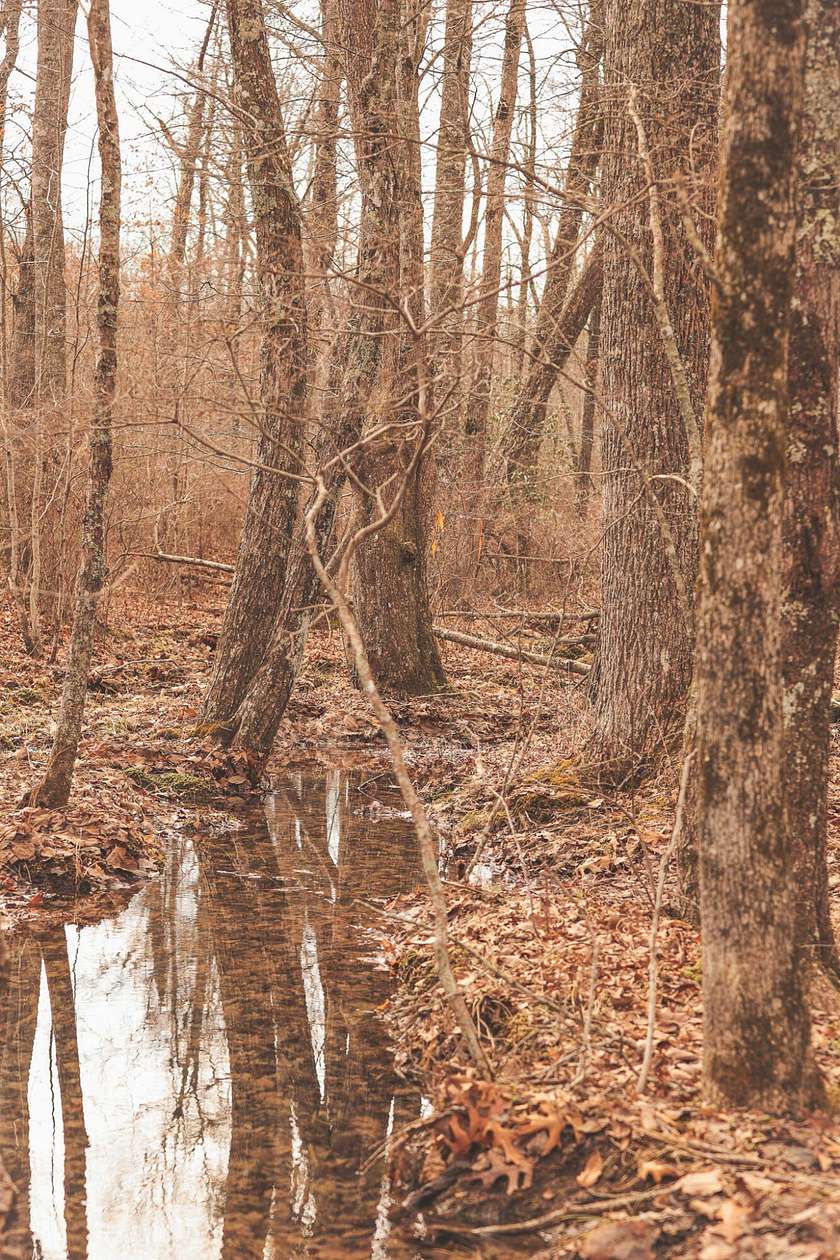 37.9 Acres of Recreational Land for Sale in Palmer, Tennessee