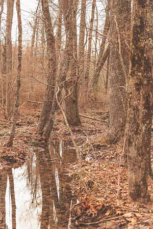 37.9 Acres of Recreational Land for Sale in Palmer, Tennessee