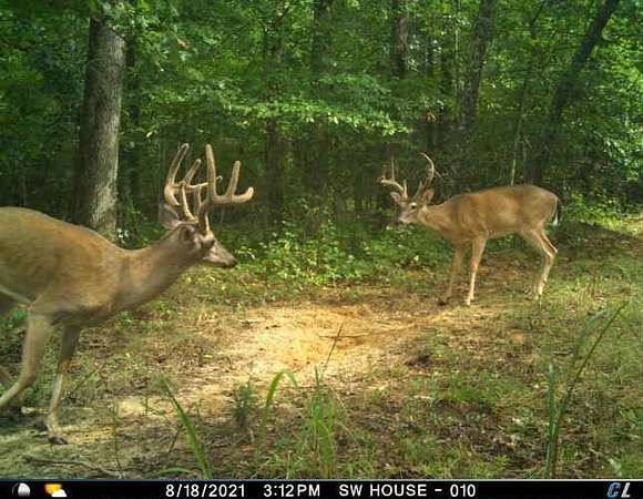 1,355 Acres of Recreational Land for Sale in Big Sandy, Tennessee