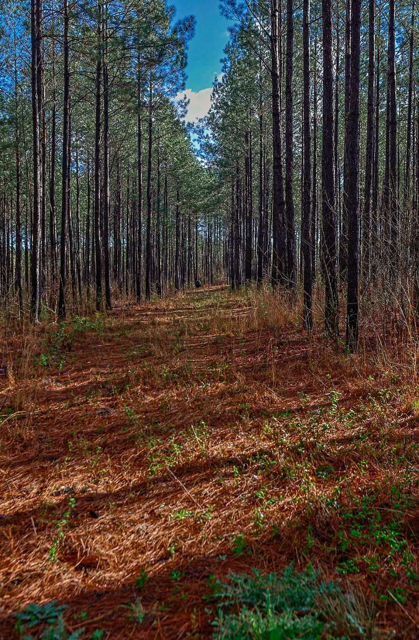 78 Acres of Recreational Land for Sale in Sparta, Georgia