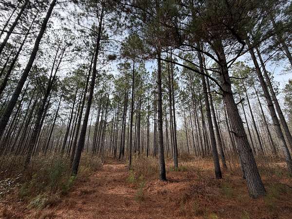 78 Acres of Recreational Land for Sale in Sparta, Georgia