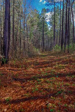 78 Acres of Recreational Land for Sale in Sparta, Georgia