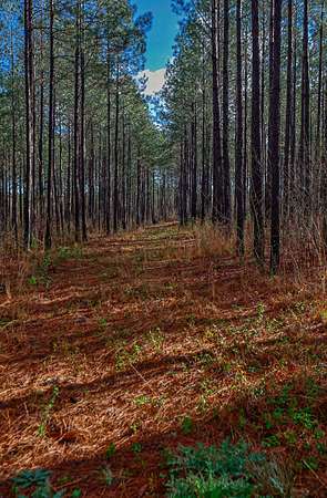 78 Acres of Recreational Land for Sale in Sparta, Georgia