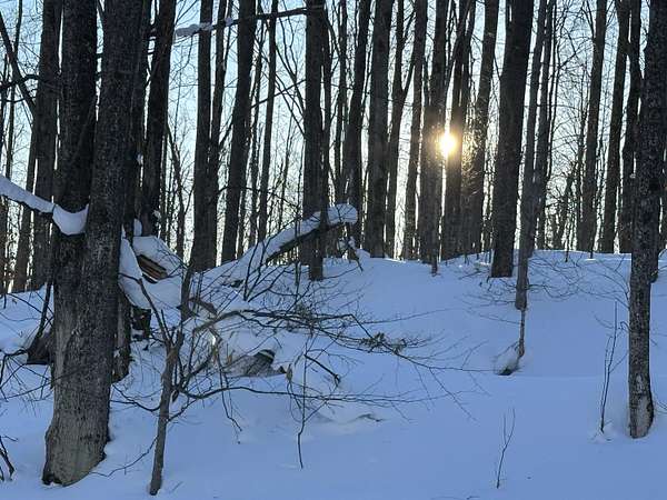 10 Acres of Recreational Land for Sale in Vanderbilt, Michigan