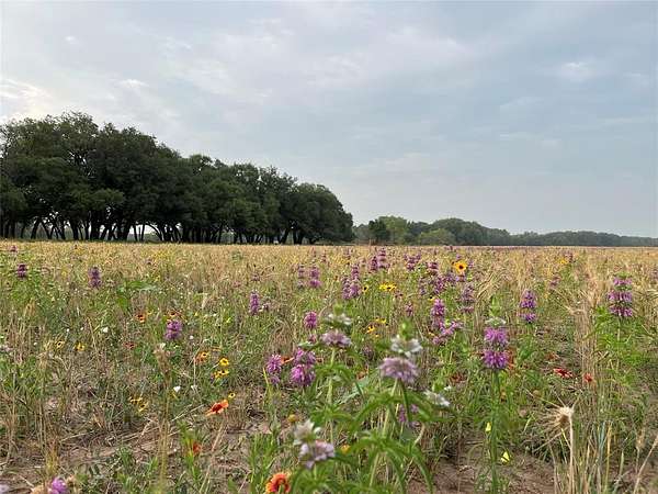 55.9 Acres of Agricultural Land for Sale in Tuscola, Texas