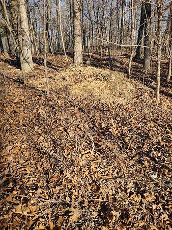 40 Acres of Land for Sale in Salem, Missouri