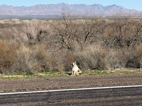 57 Acres of Agricultural & Residential Land for Sale in Pima, Arizona