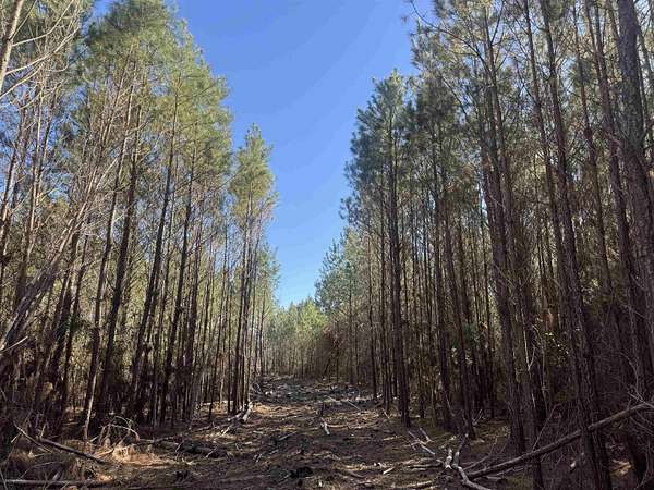 23.2 Acres of Recreational Land for Sale in Nichols, South Carolina