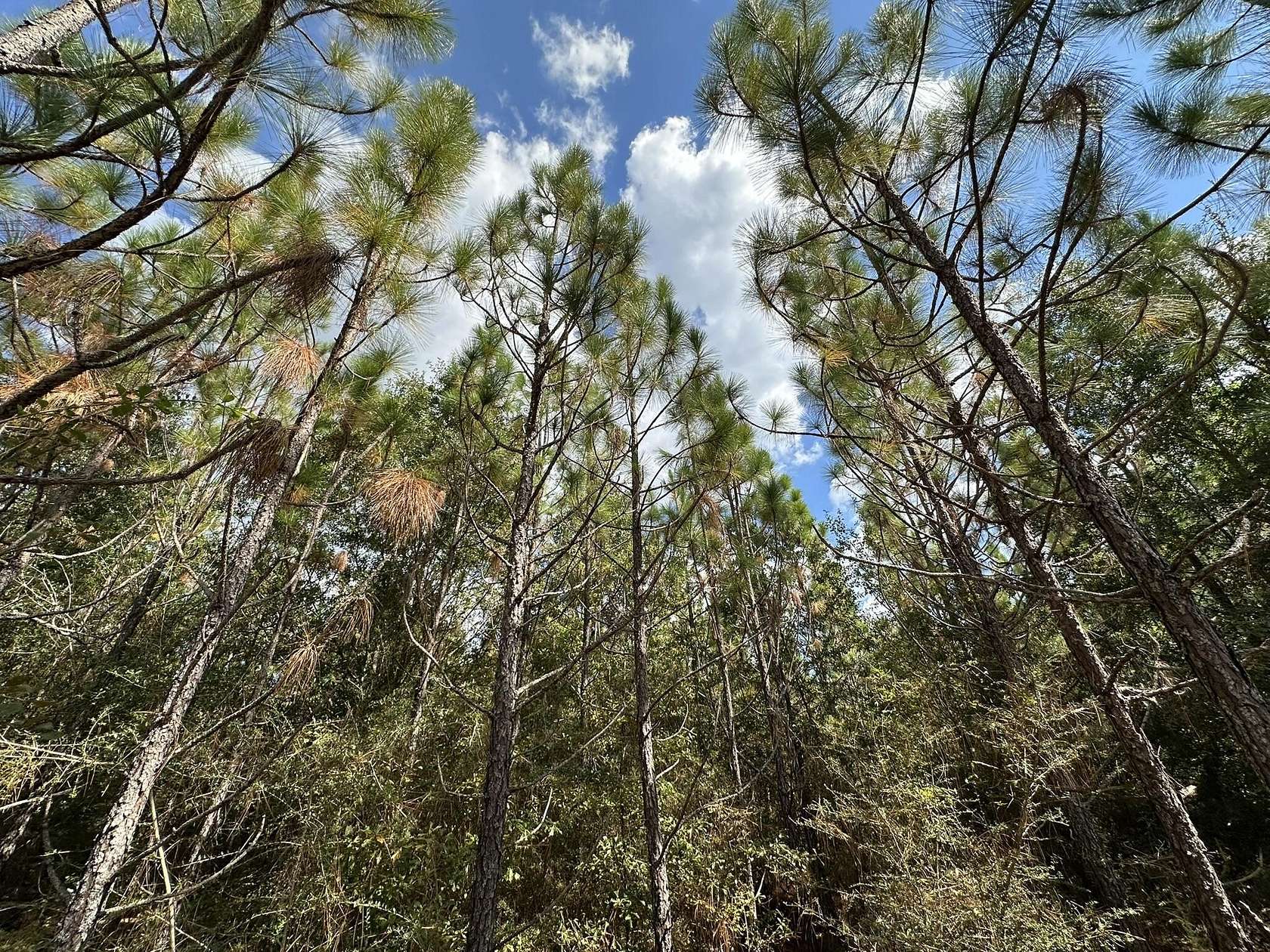 34.8 Acres of Land for Sale in Laurel Hill, Florida