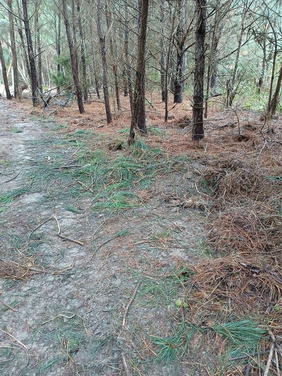 41.8 Acres of Land for Sale in Colonial Beach, Virginia