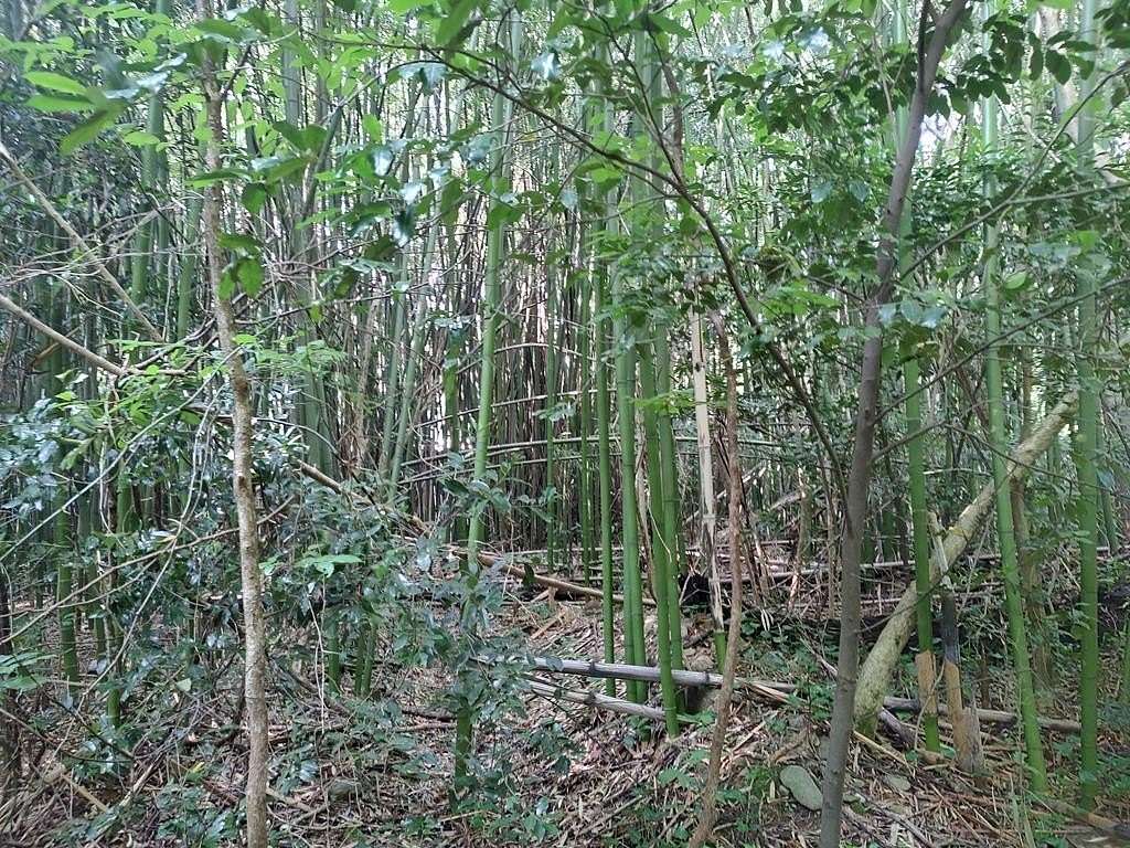 2 Acres of Land for Sale in Chatsworth, Georgia