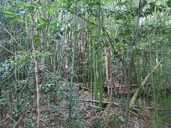 2 Acres of Land for Sale in Chatsworth, Georgia