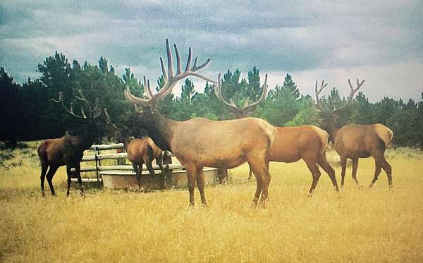 1,186 Acres of Land for Sale in Custer, Montana