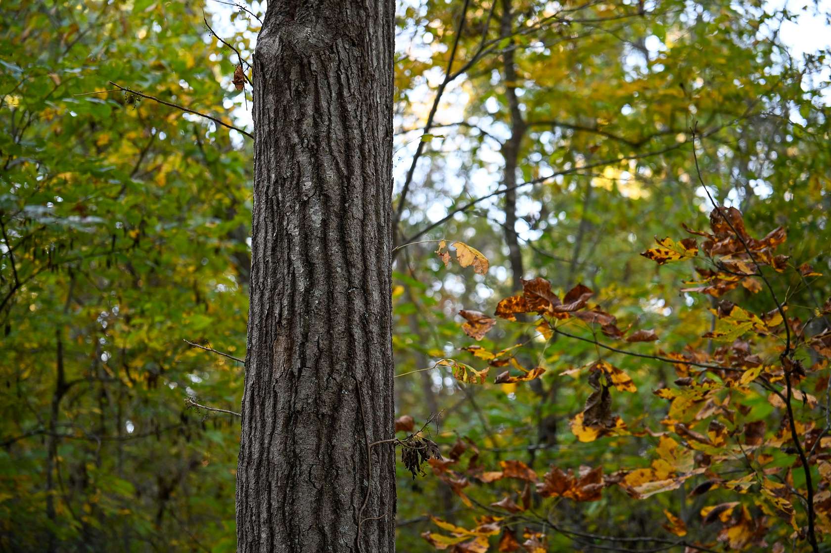 8.16 Acres of Land for Sale in Stockton, Missouri