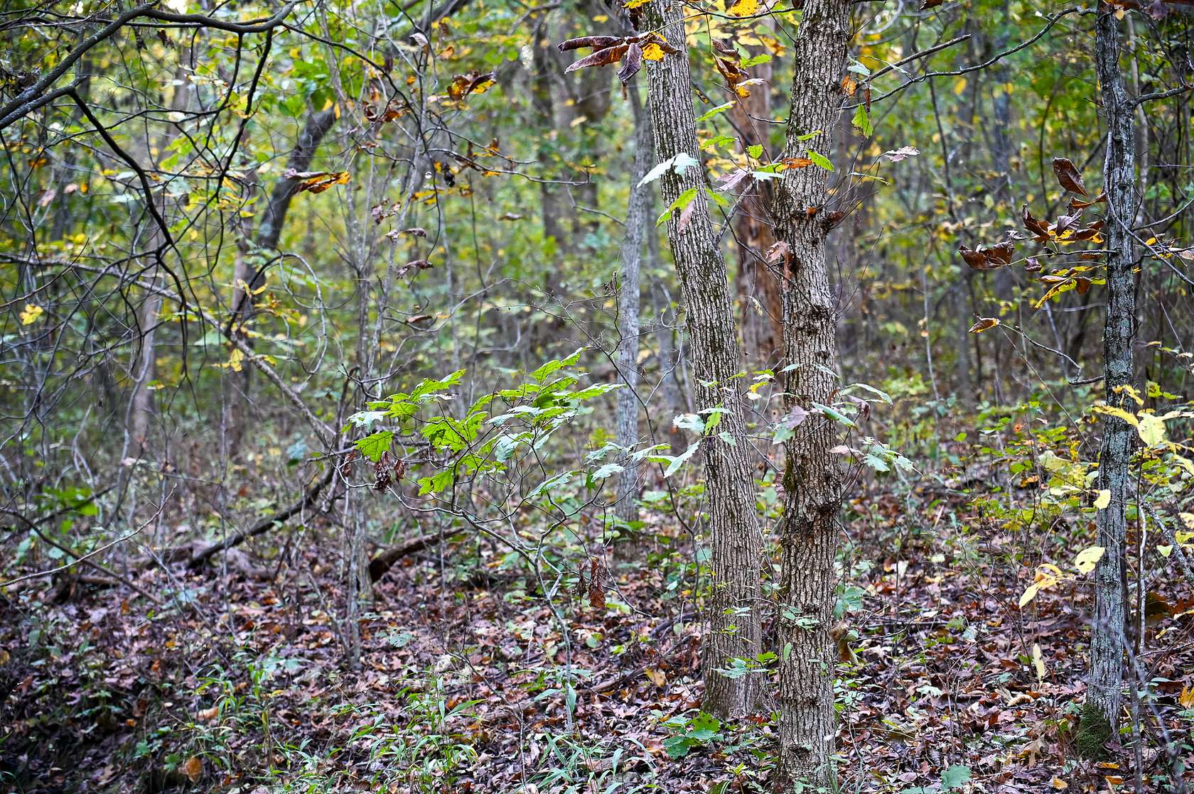 9.59 Acres of Land for Sale in Stockton, Missouri