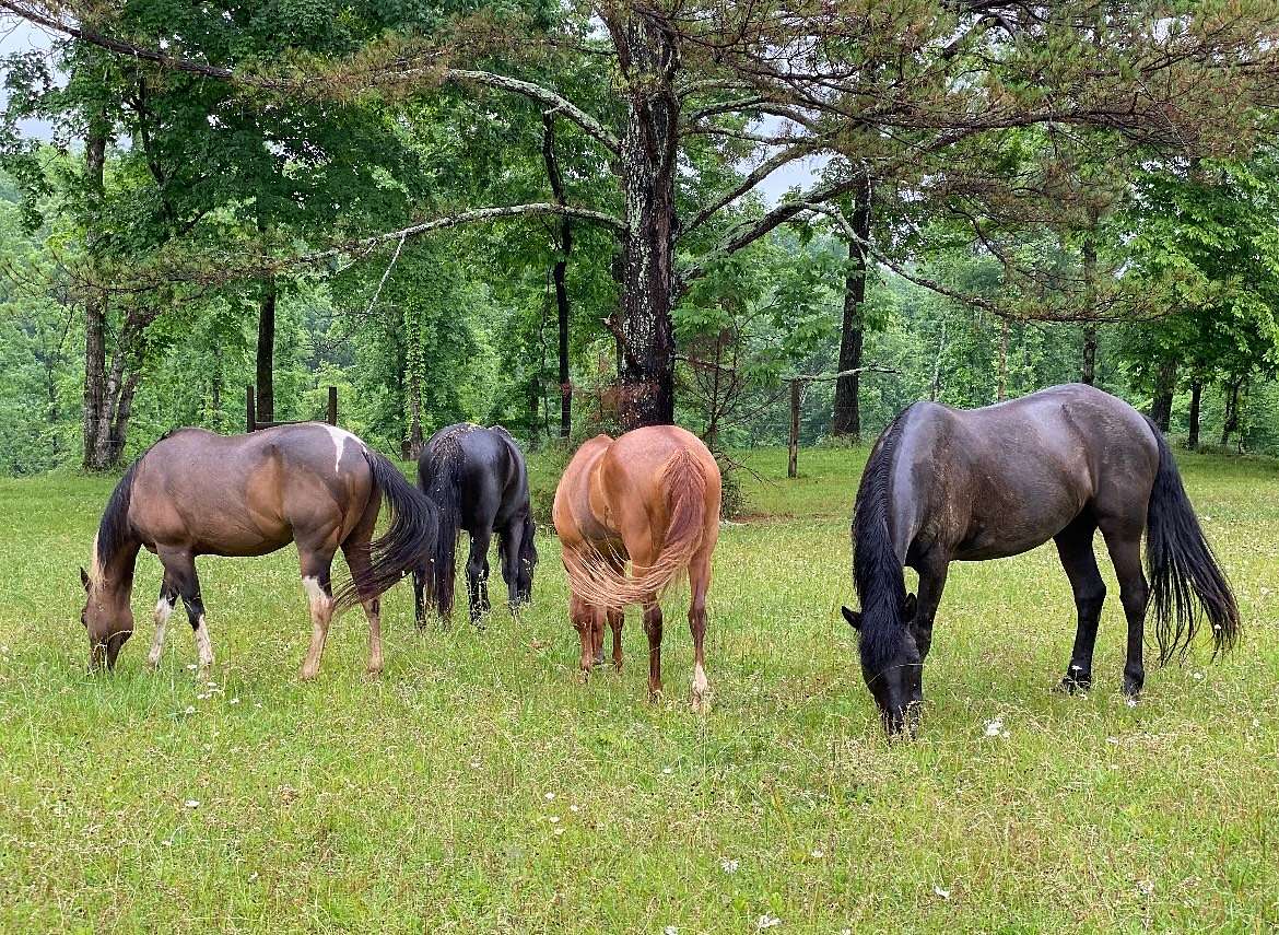 19.3 Acres of Land with Home for Sale in Lawrenceburg, Tennessee