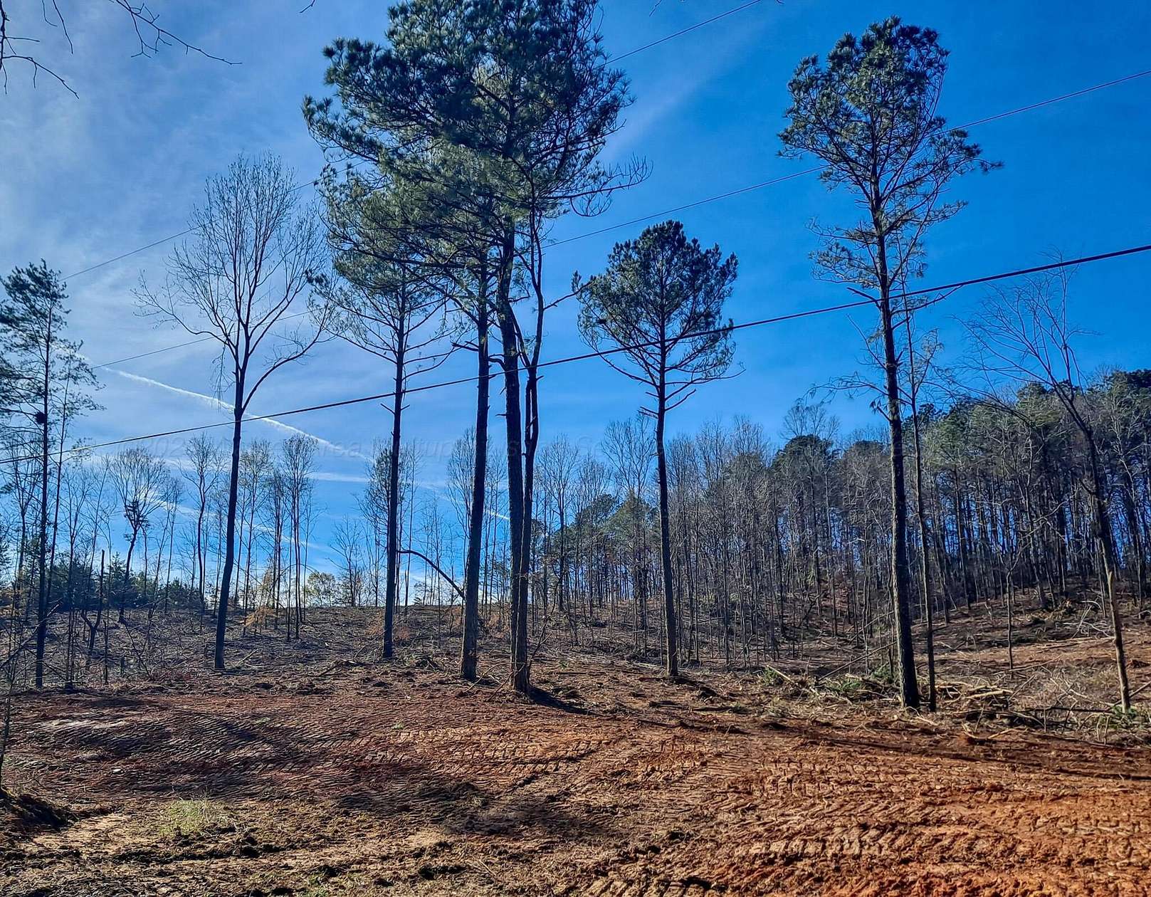 10 Acres of Residential Land for Sale in Parrish, Alabama