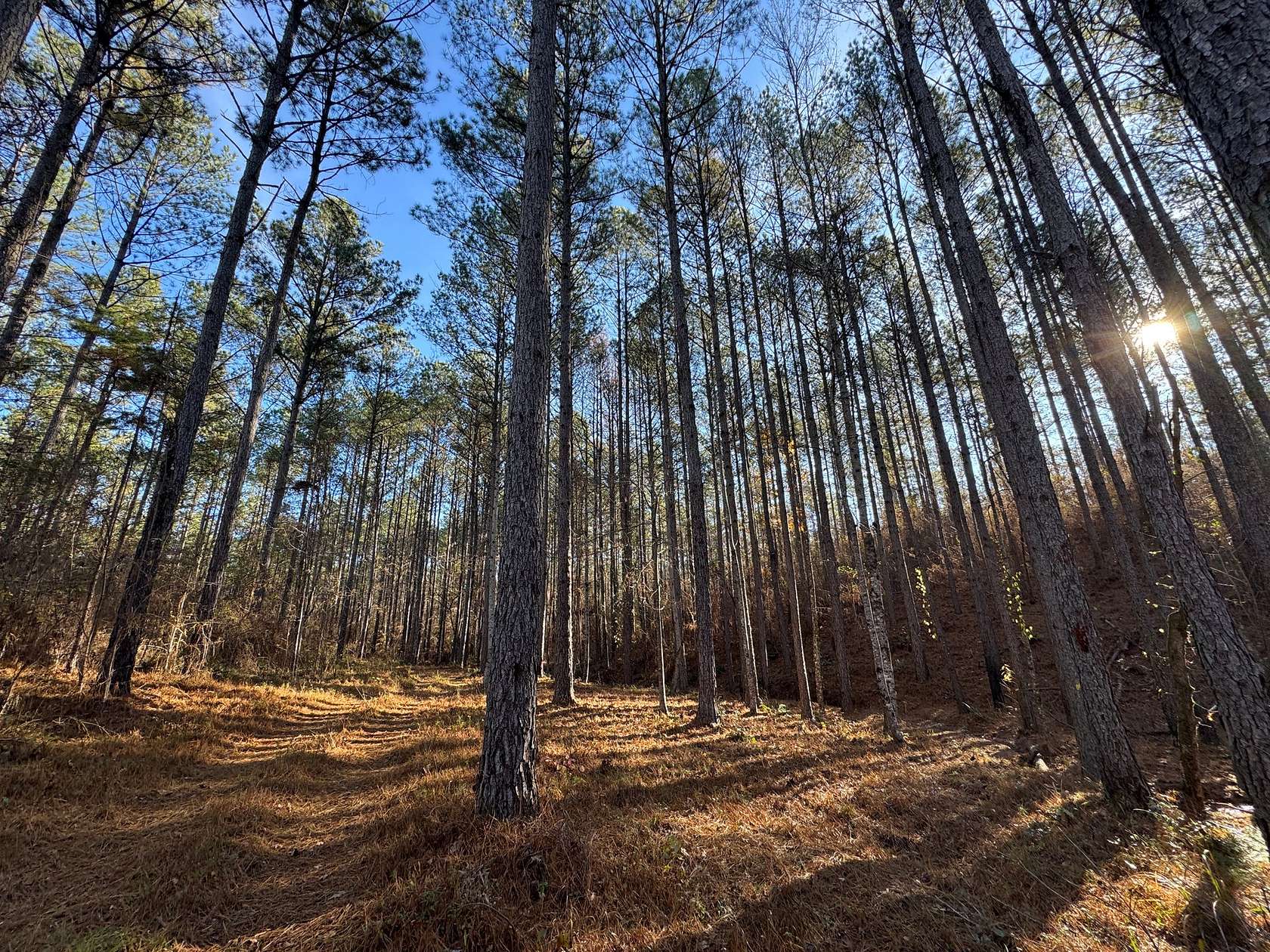 39 Acres of Recreational & Residential Land for Sale in Camp Hill, Alabama