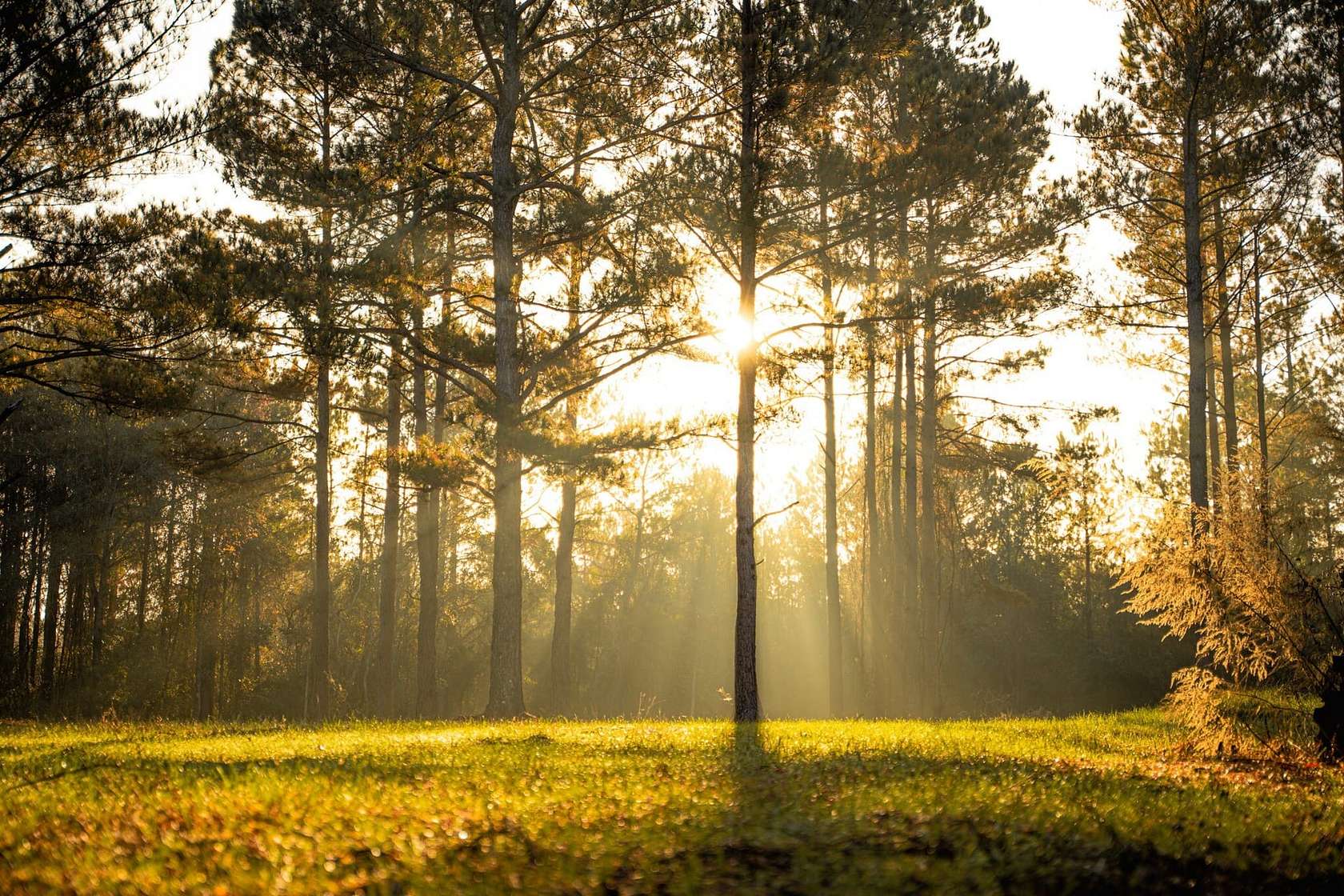 122 Acres of Recreational Land for Sale in Decatur, Mississippi