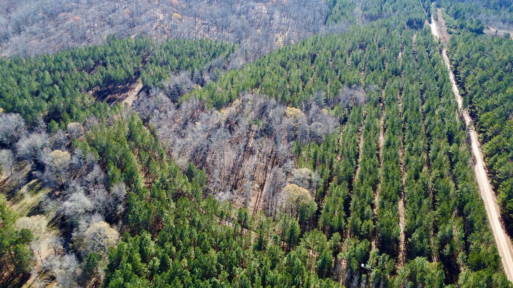 40 Acres of Recreational Land for Sale in Roanoke, Alabama