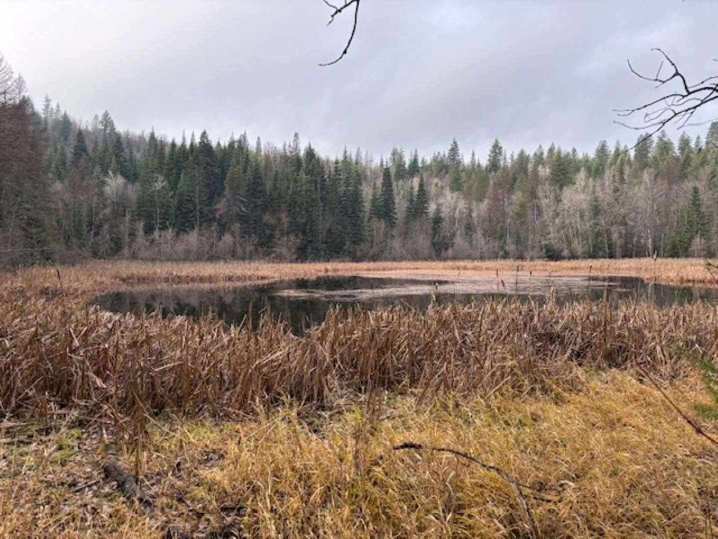 71.3 Acres of Land for Sale in Newport, Washington