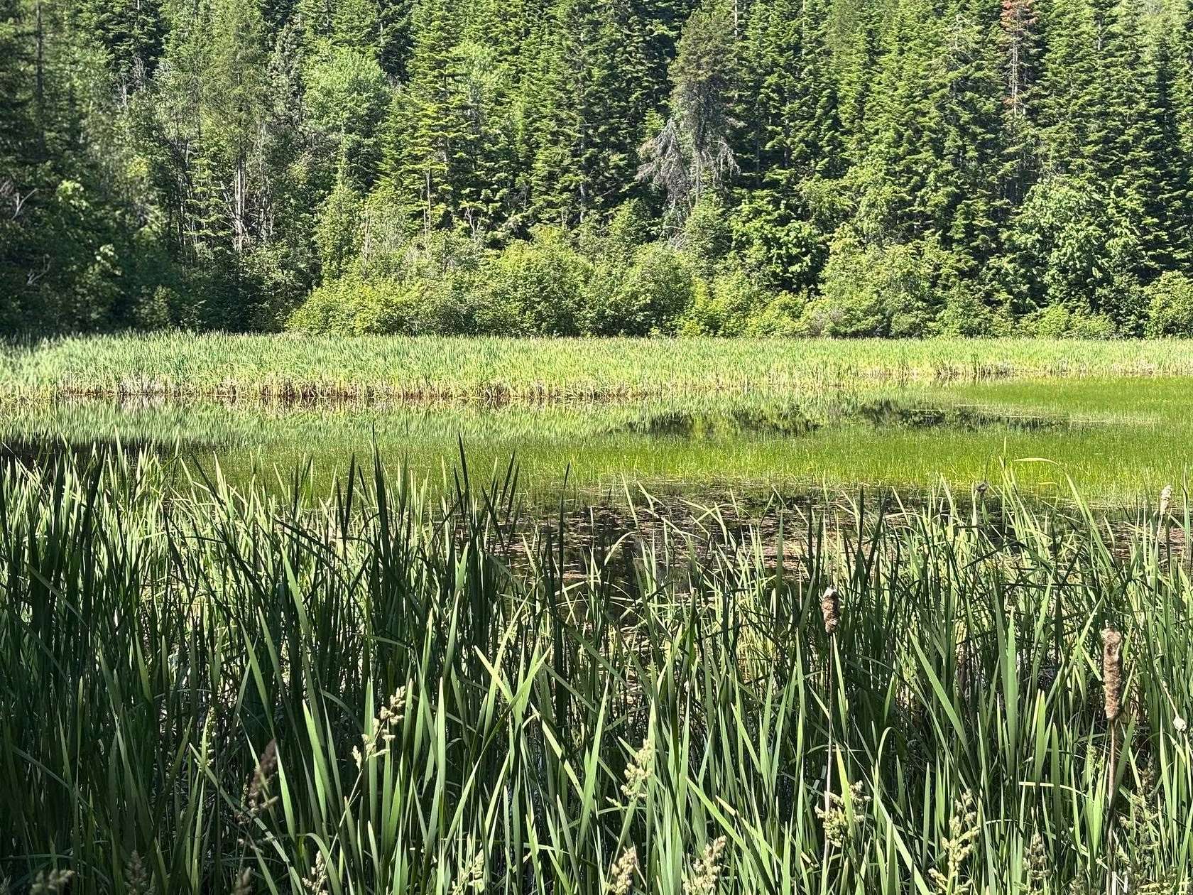71.3 Acres of Land for Sale in Newport, Washington